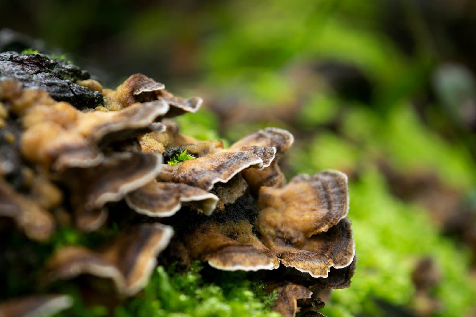Hongos funcionales: reishi y turkey tail